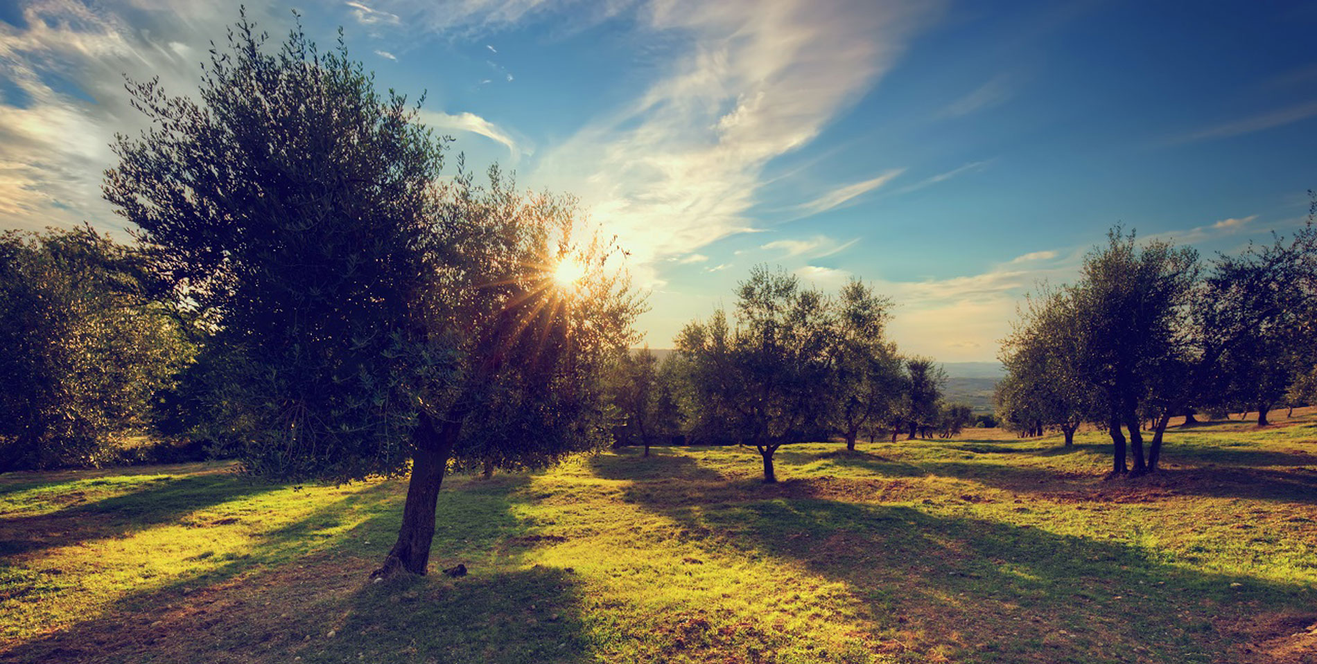 Azienda Agricola